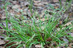 Gohlson's sedge